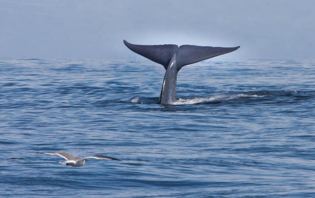 La ballena azul es uno de los animales más grandes del mundo