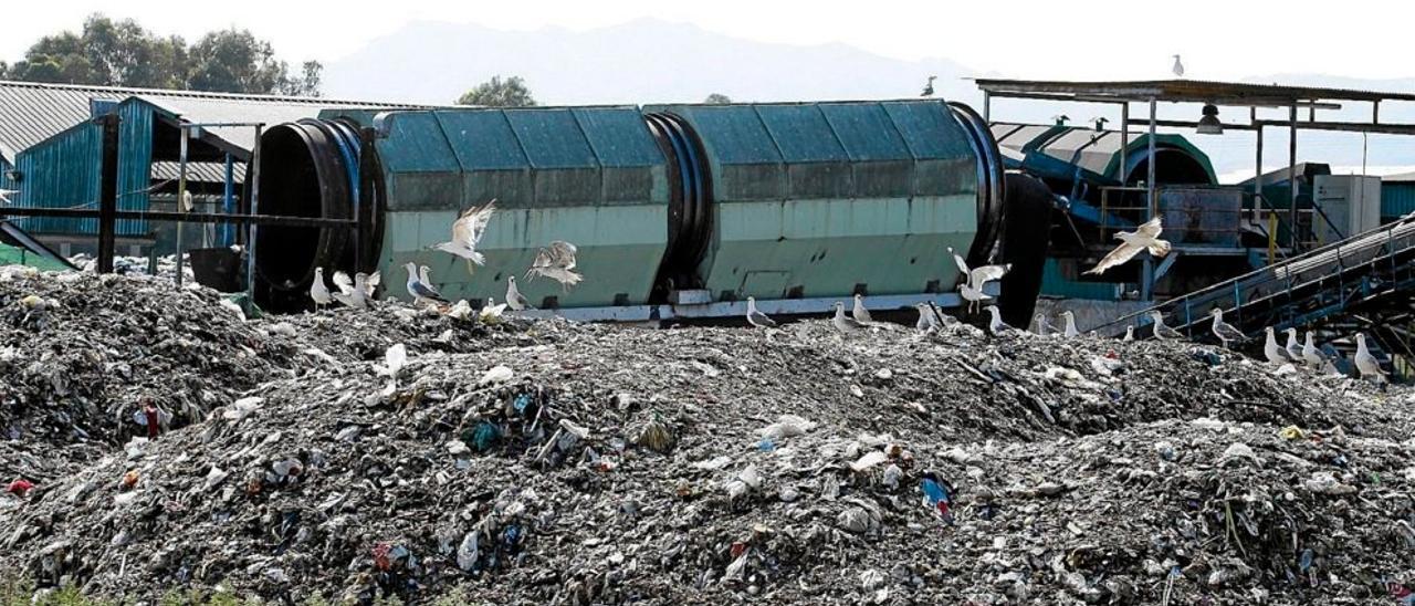 Una imagen de Abornasa, con gaviota buscando enre los restos de la basura