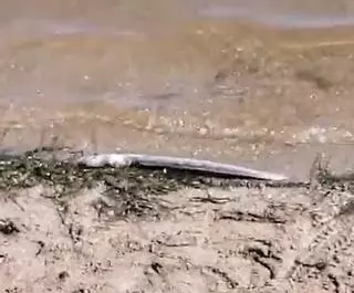 Denuncian la pesca ilegal de anguilas y otros peces en Los Nietos