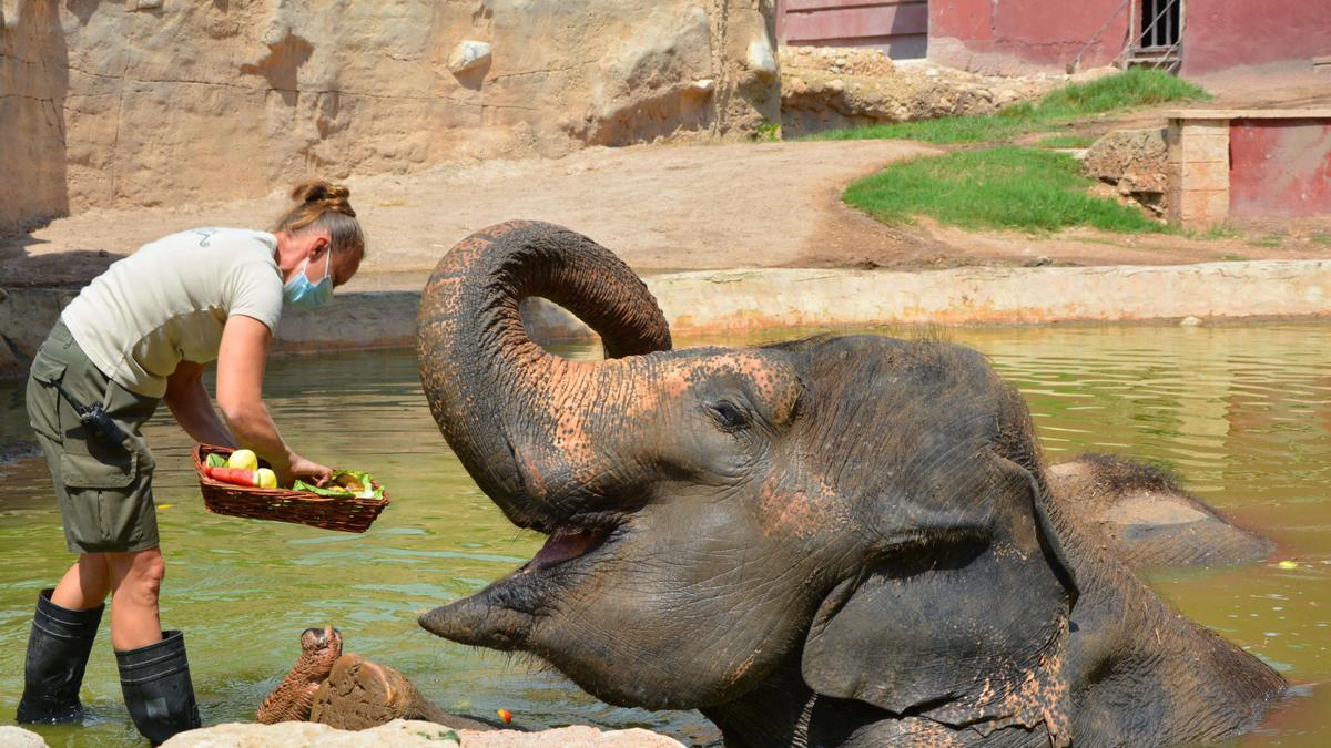 La EAZA obliga a todos sus miembros a cumplir rigurosamente los estándares para el cuidado, manejo y atención veterinaria de los animales.