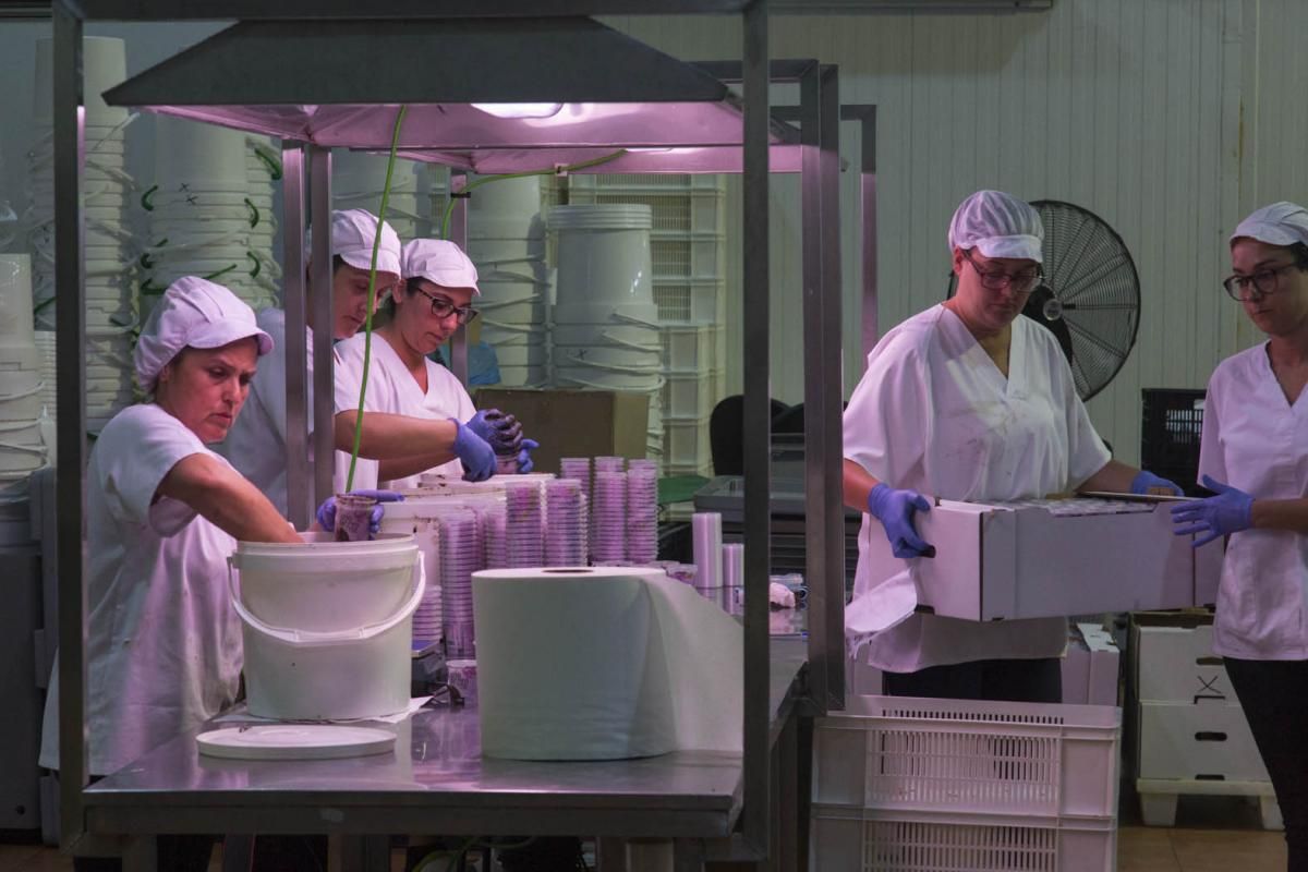 Fotogalería / De la tierra a la mesa; el ajo cordobés