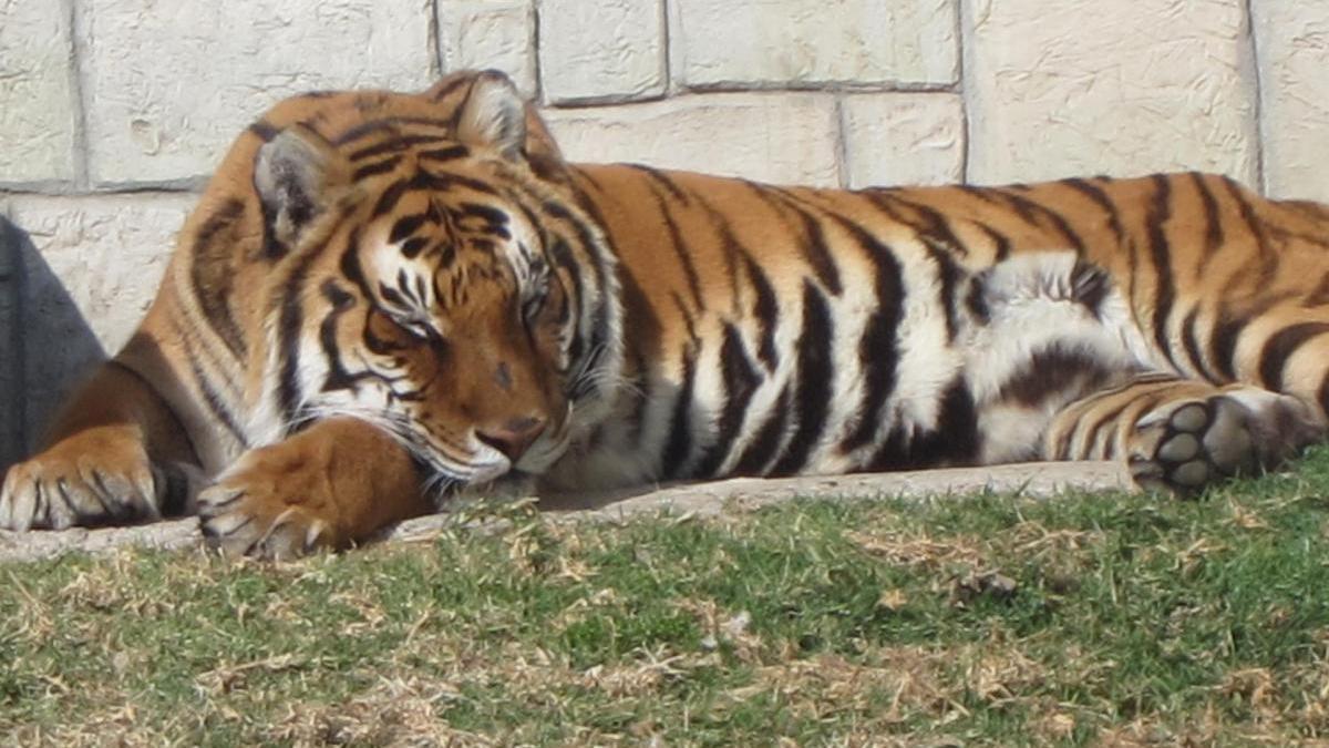 Los sindicatos CTA y CGT piden al Ayuntamiento que no privatice la jardinería del Zoo