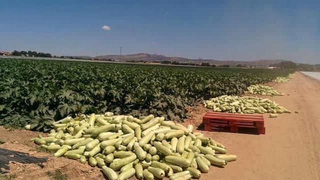 'Salvemos el Arabí y Comarca' ha criticado el abuso de hortalizas plantadas en la zona.