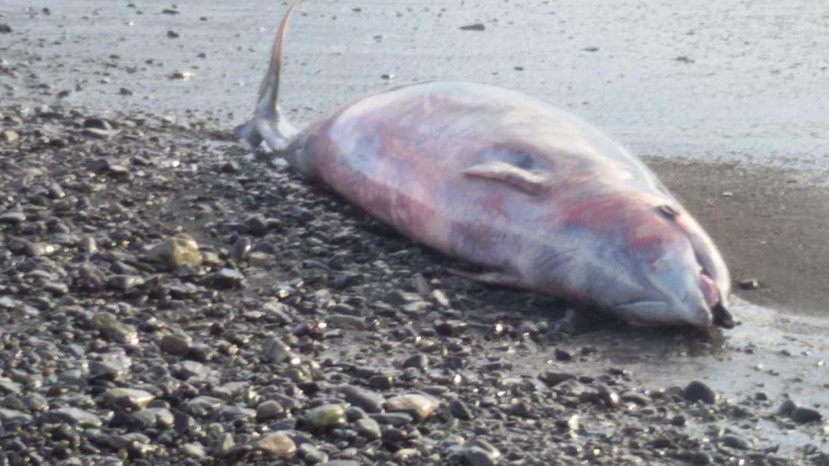 El zifio hallado muerto en una playa de Fuerteventura.