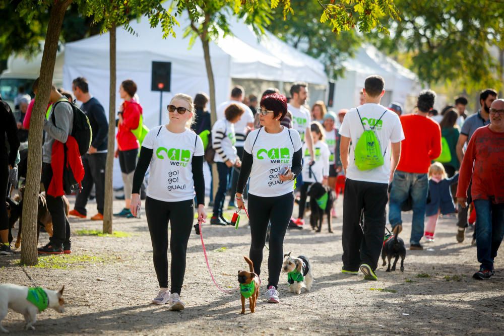 Can We Run Mallorca: So war das Hunderennen