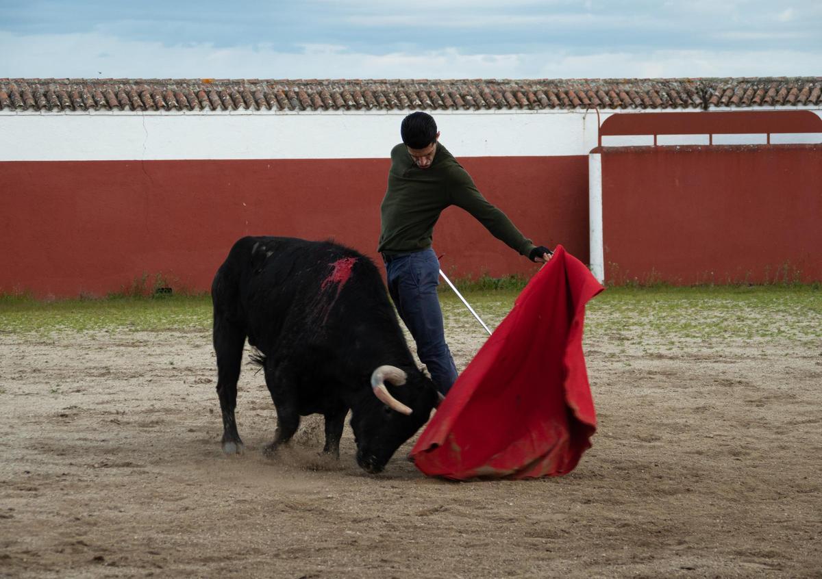 Un extraordinario natural de Talavante