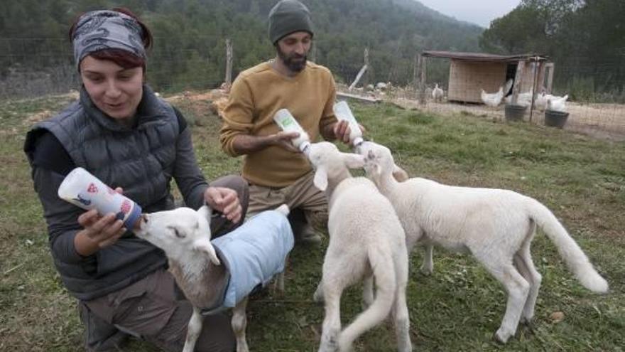 Laura y Alberto alimentan a tres ovejas a las que dan cobijo en su refugio de Enguera.