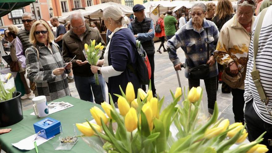 Mercadillo solidario de tulipanes