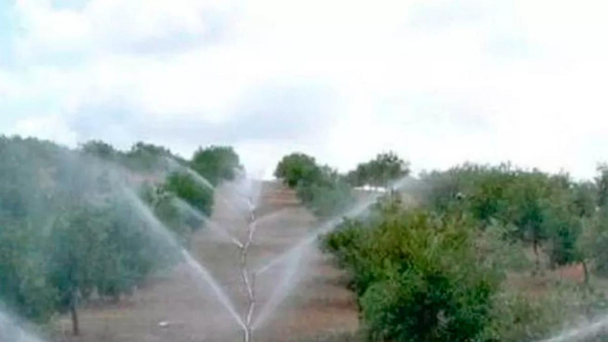 Olivar de riego en la provincia de Córdoba.