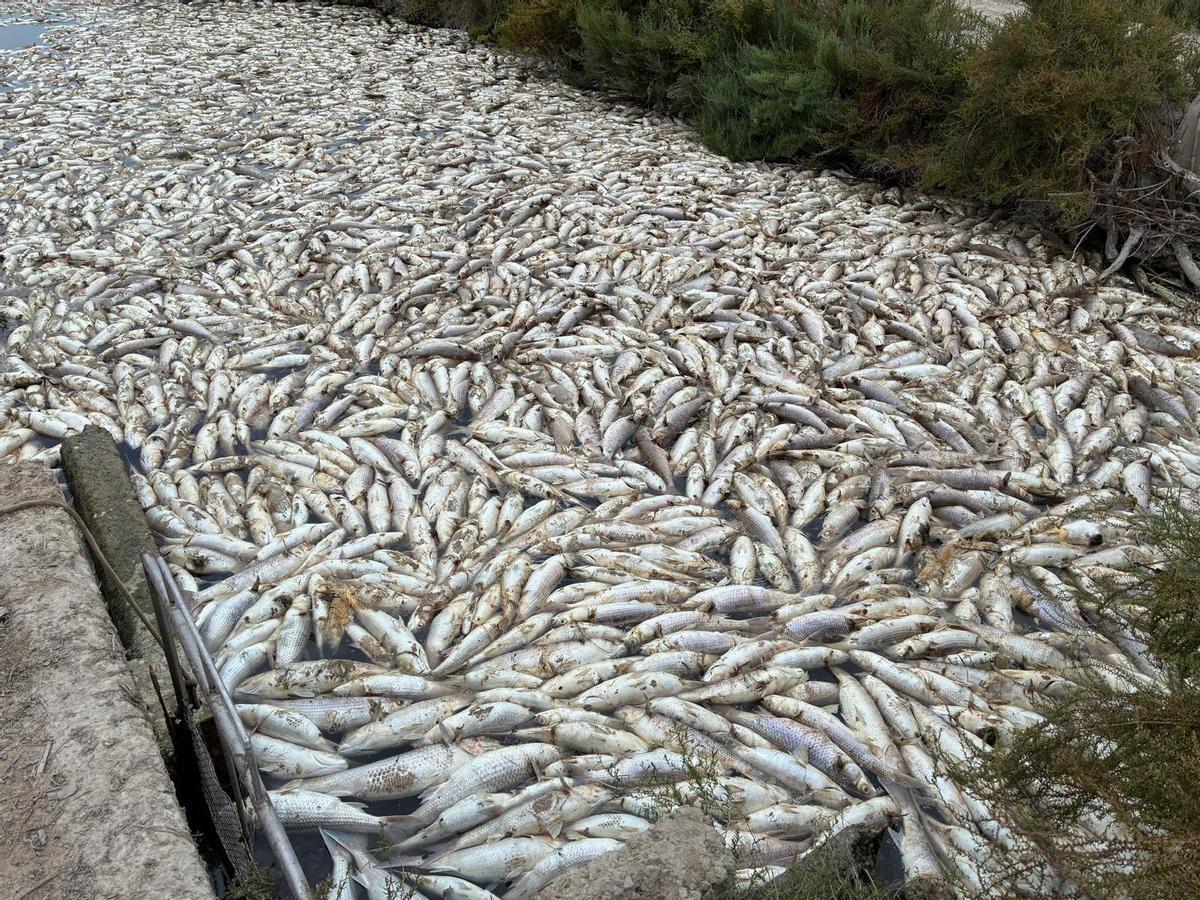 Multitud de peces muertos en el Azarbe de Dalt en Elche