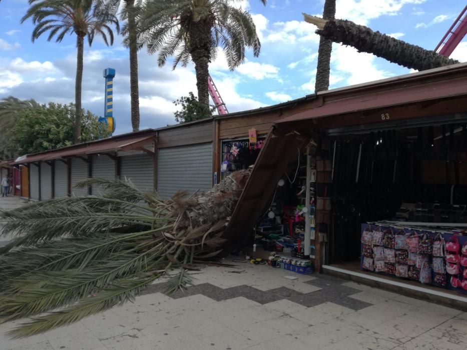 Es el tercer ejemplar de palmera que cae sobre los puestos de artesanía en un mes y los vendedores lamentan la falta de mantenimiento.