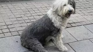 Sadeco lanza una campaña para prevenir el abandono animal en verano