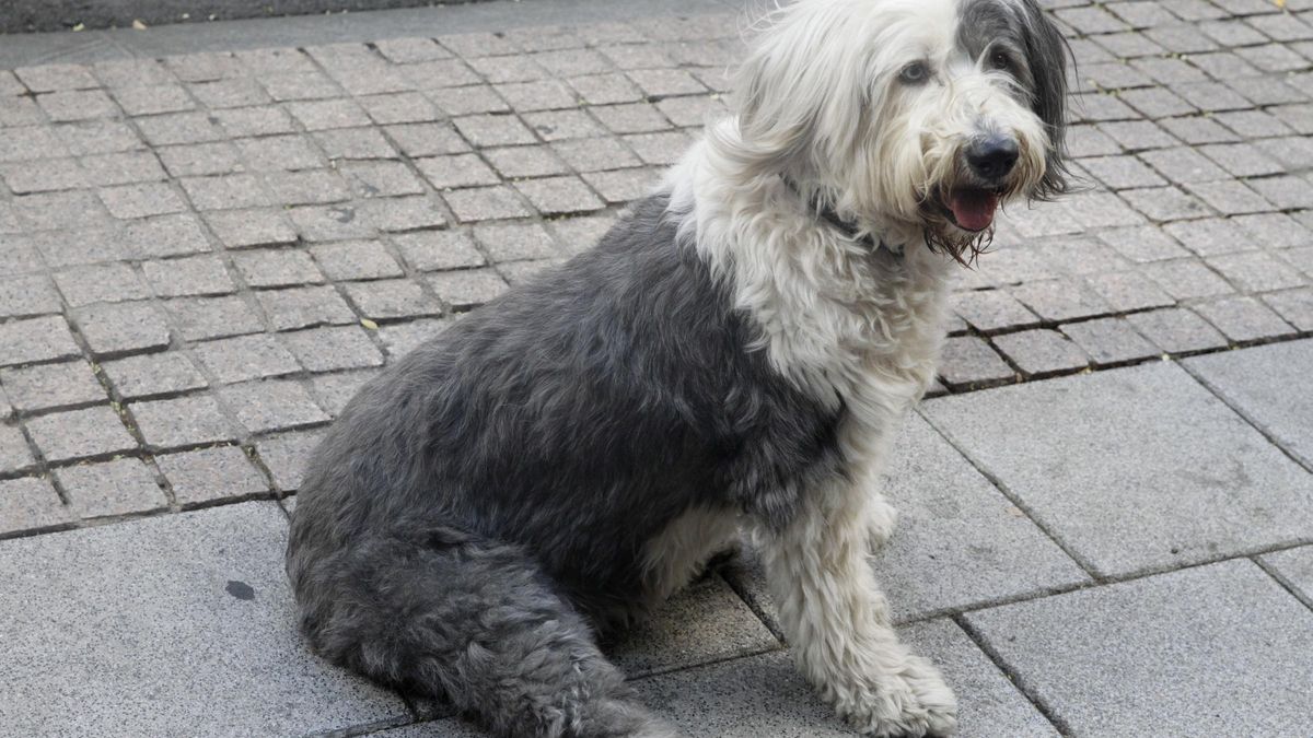 Un perro en la vía pública.