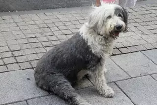 Más de 80 % de los perros y gatos que llegan a los centros de acogida carecen del chip identificador