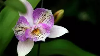 Solo dos ingredientes para recuperar tus orquídeas: se prepara con restos de comida