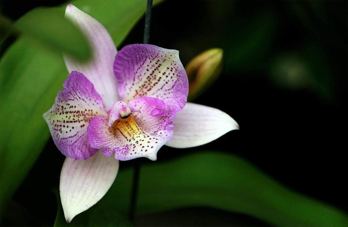 Orquídea.