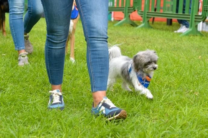 14-12-2019 LAS PALMAS DE GRAN CANARIA. Carrera de perros Can We Run, en el Parque Romano. Fotógrafo: ANDRES CRUZ  | 14/12/2019 | Fotógrafo: Andrés Cruz