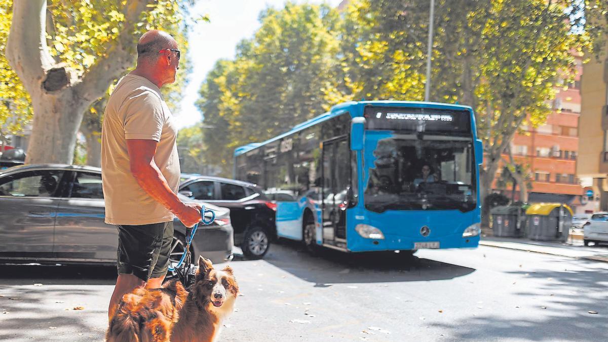 Un perro y su dueño esperando a cruzar la calle en el centro de Cartagena ante la llegada de un autobús, esta semana.