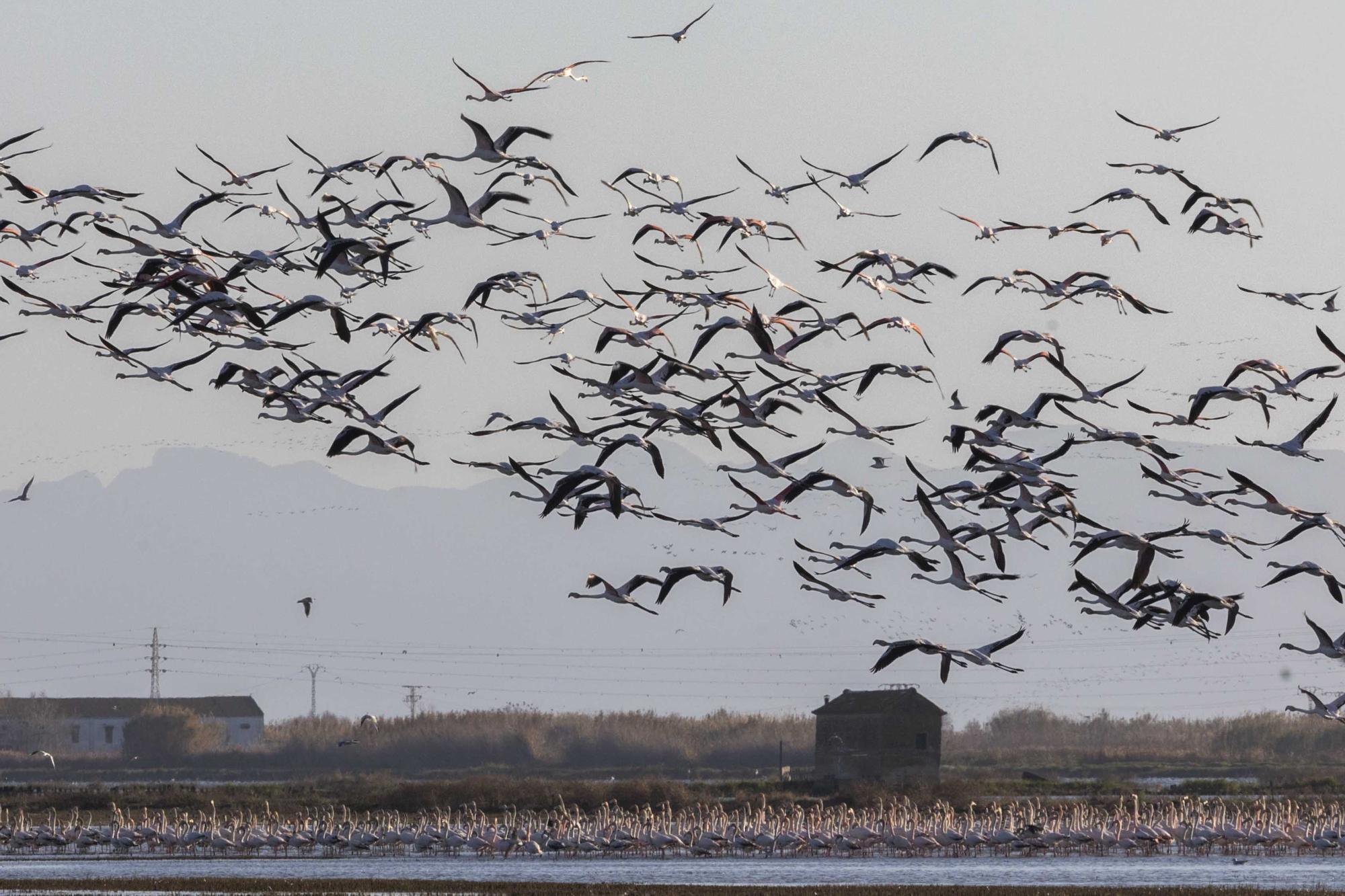 Flamencos, "moritos" y otras aves hibernan en l'Albufera