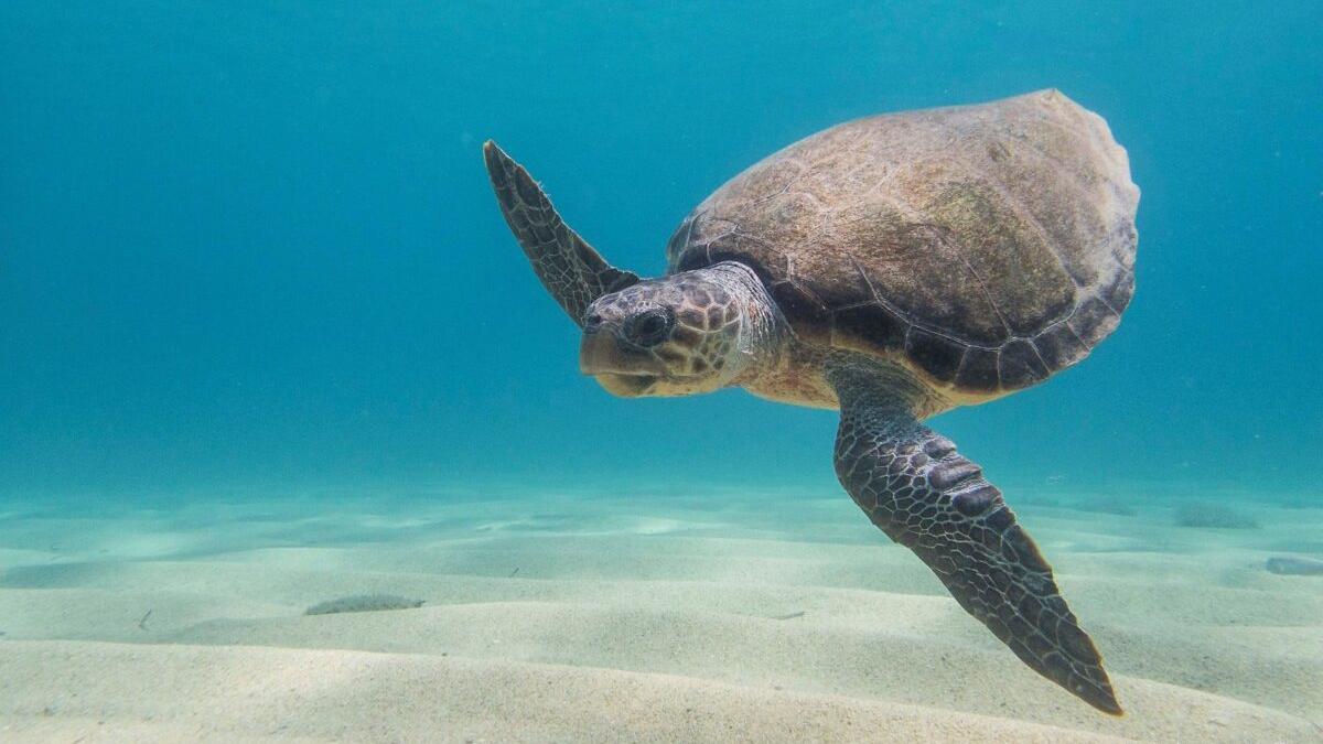 Buscan voluntarios para localizar y proteger nidos de tortuga marina en el Mediterráneo