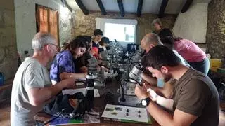 La UA forma parte de una red europea de 11 países para vigilar el estado de los insectos polinizadores