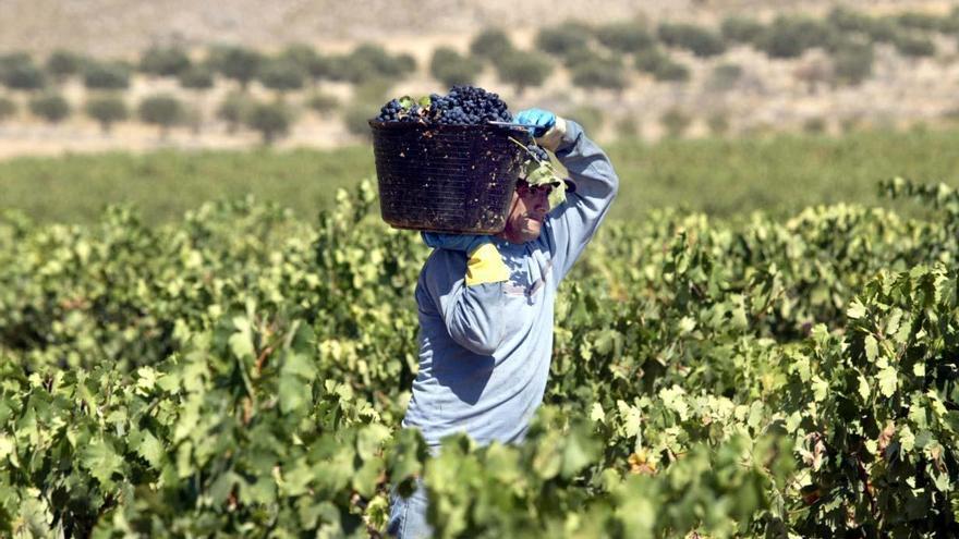 UPA recuerda a las bodegas de la Región que esta vendimia han de cumplir la ley y pagar mejor