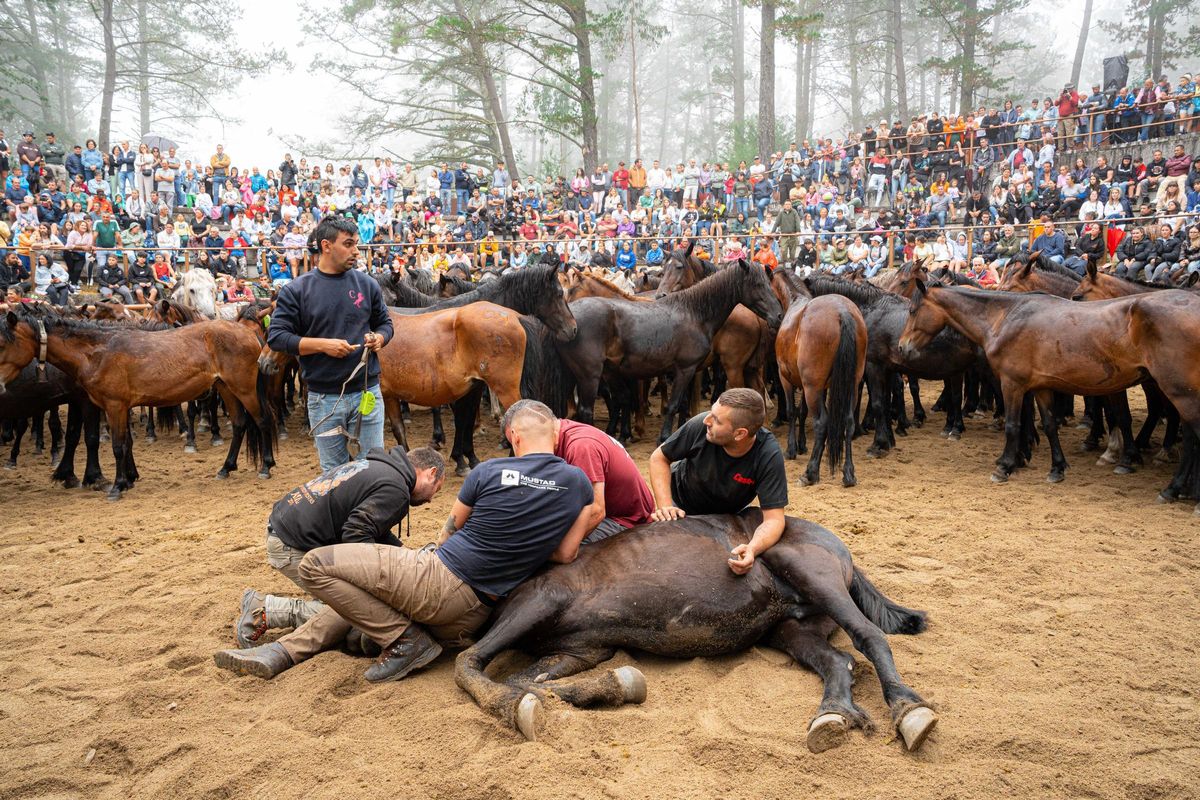 Varios hombres cortan las crines a un caballo. Curro de Amil. 13 julio 2025. Pedro Mina