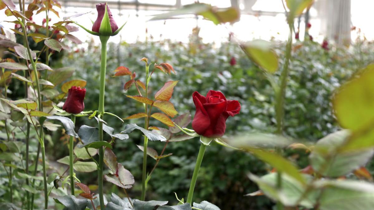 Roses en un hivernacle del Maresme