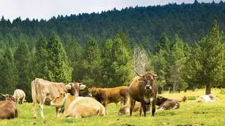 Los veterinarios, en alerta por el 'covid de las vacas' que se extiende "de forma muy rápida por Europa"