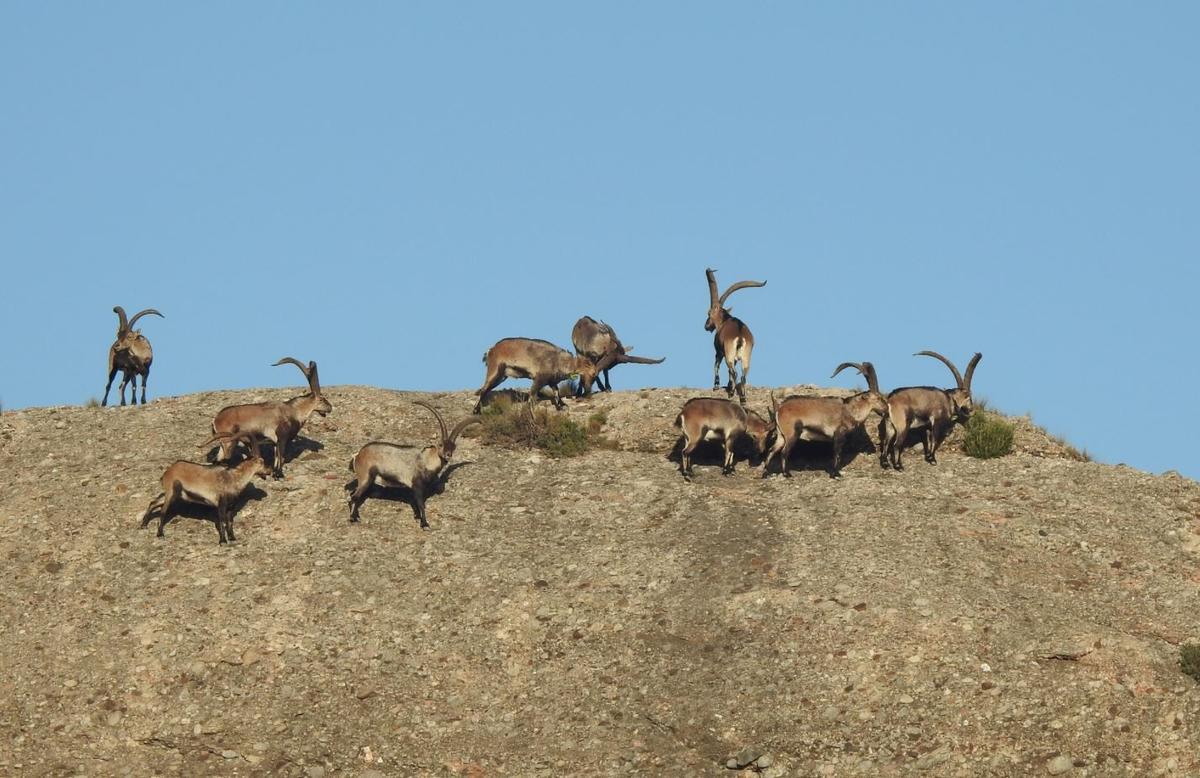Les cabres que viuen a Montserrat superen els 400 exemplars