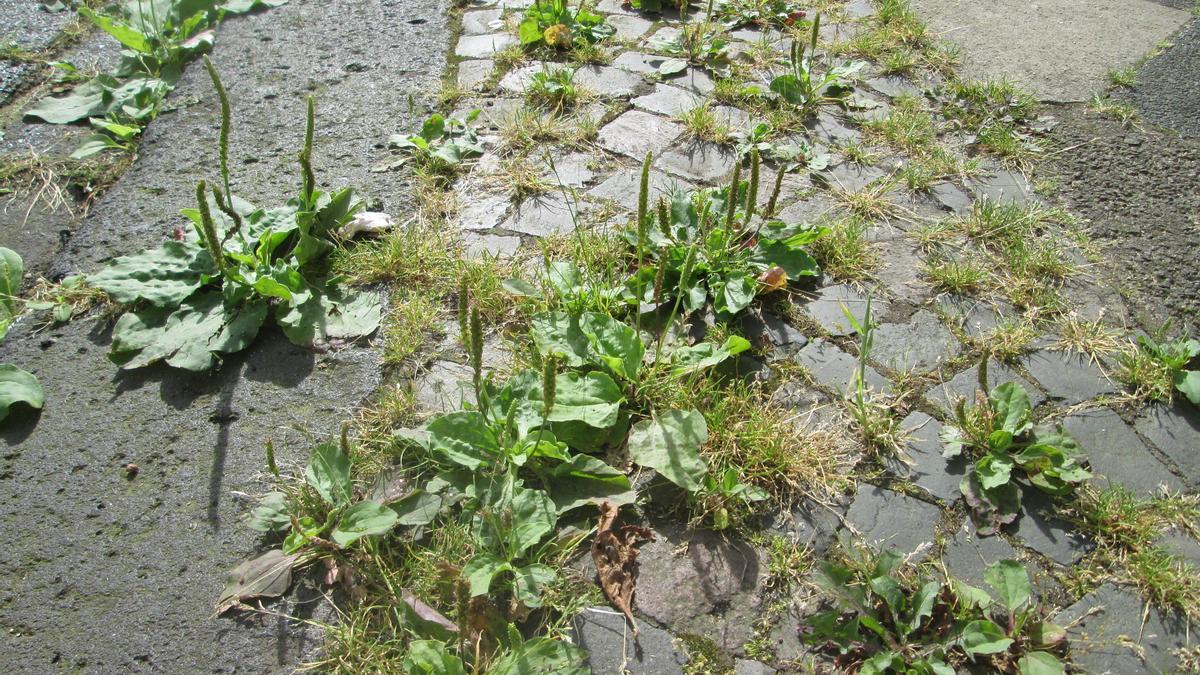 Así es el plantago, la planta herbácea que más alergia provoca en España.