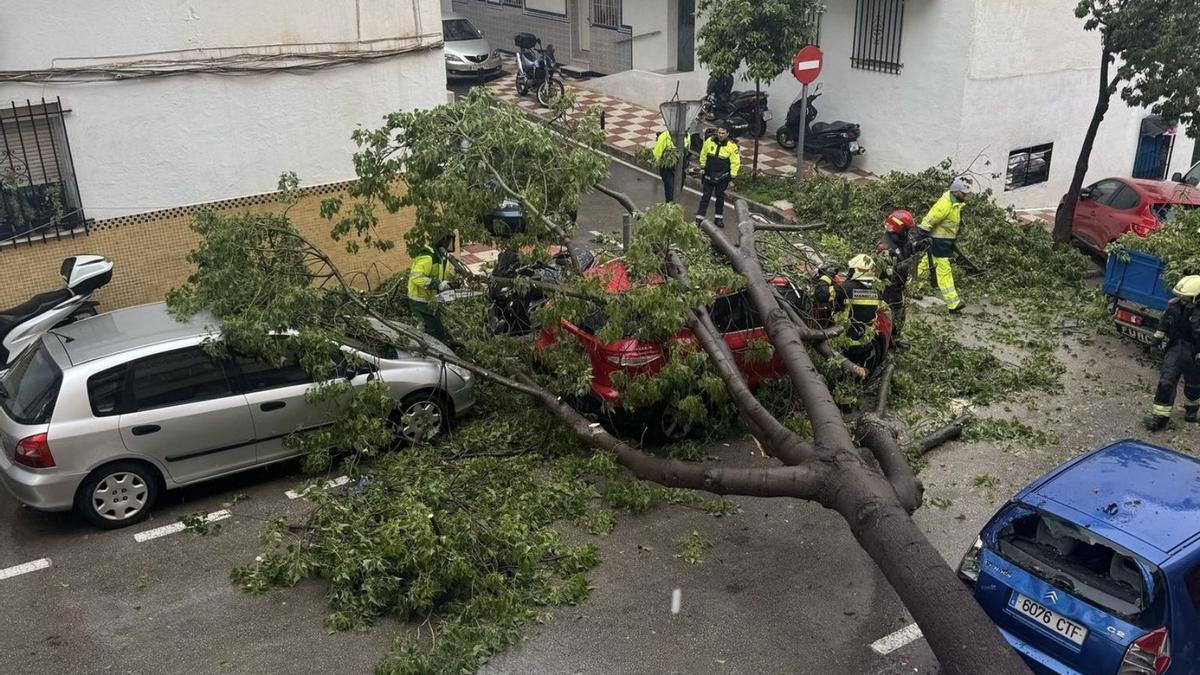 El árbol, de gran porte, que se desplomó en Santa Marta a inicios de marzo durante un temporal.