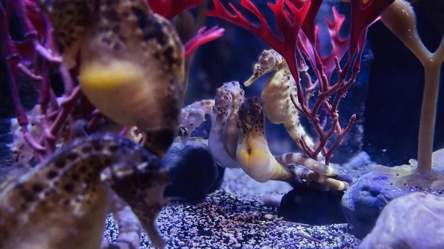 Siete nuevas colonias de caballito de mar dan esperanzas para su conservación en el Mediterráneo