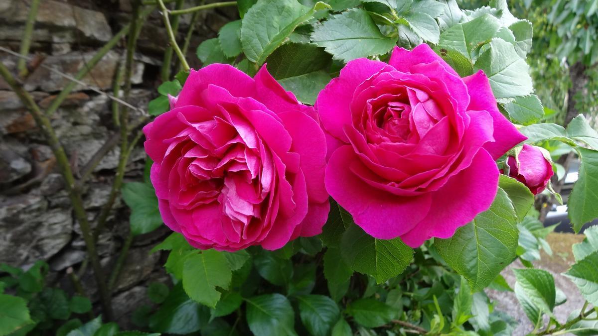 Rosa Narcea. Foto 7