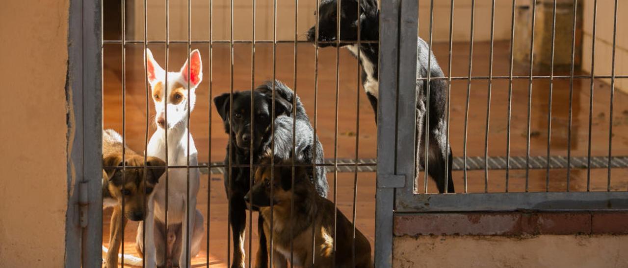 El Campello, Sant Joan, Mutxamel y Agost se quedan sin servicio de recogida de animales