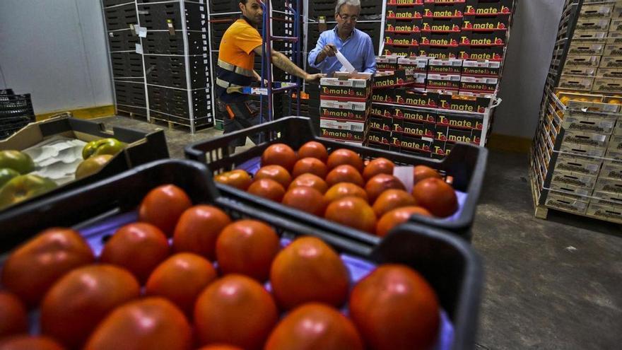 La técnica de Mojica creará tomates y cítricos resistentes al cambio climático