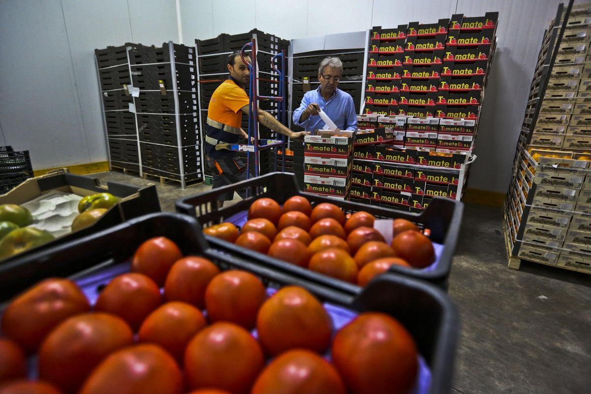 Tomates envasados para su comercialización