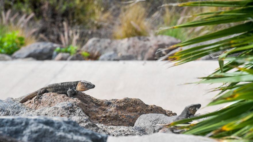 El Corredor Verde de Ciudad Alta arranca por el lagartario de Tamaraceite Sur