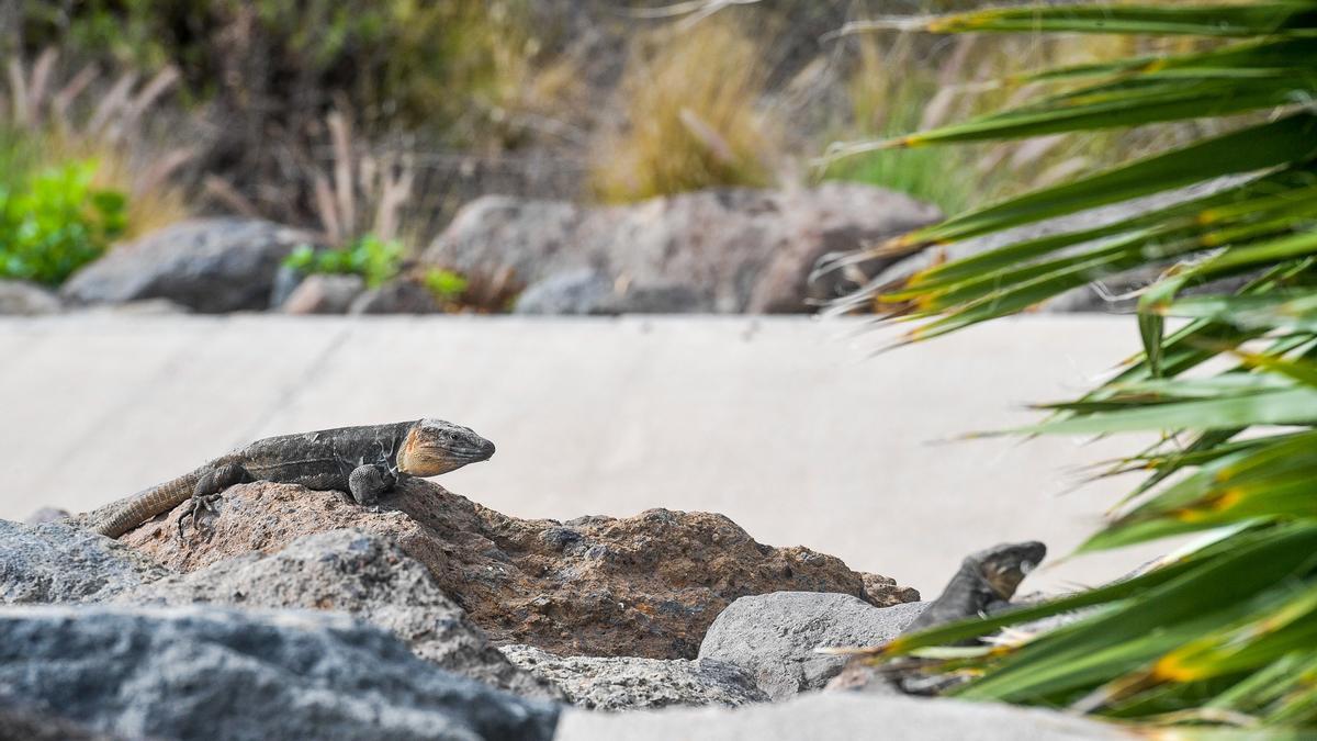 El lagartario de Tamaraceite, un espacio que se verá incrementado para albergar más ejemplares de lagarto gigante de Gran Canaria.