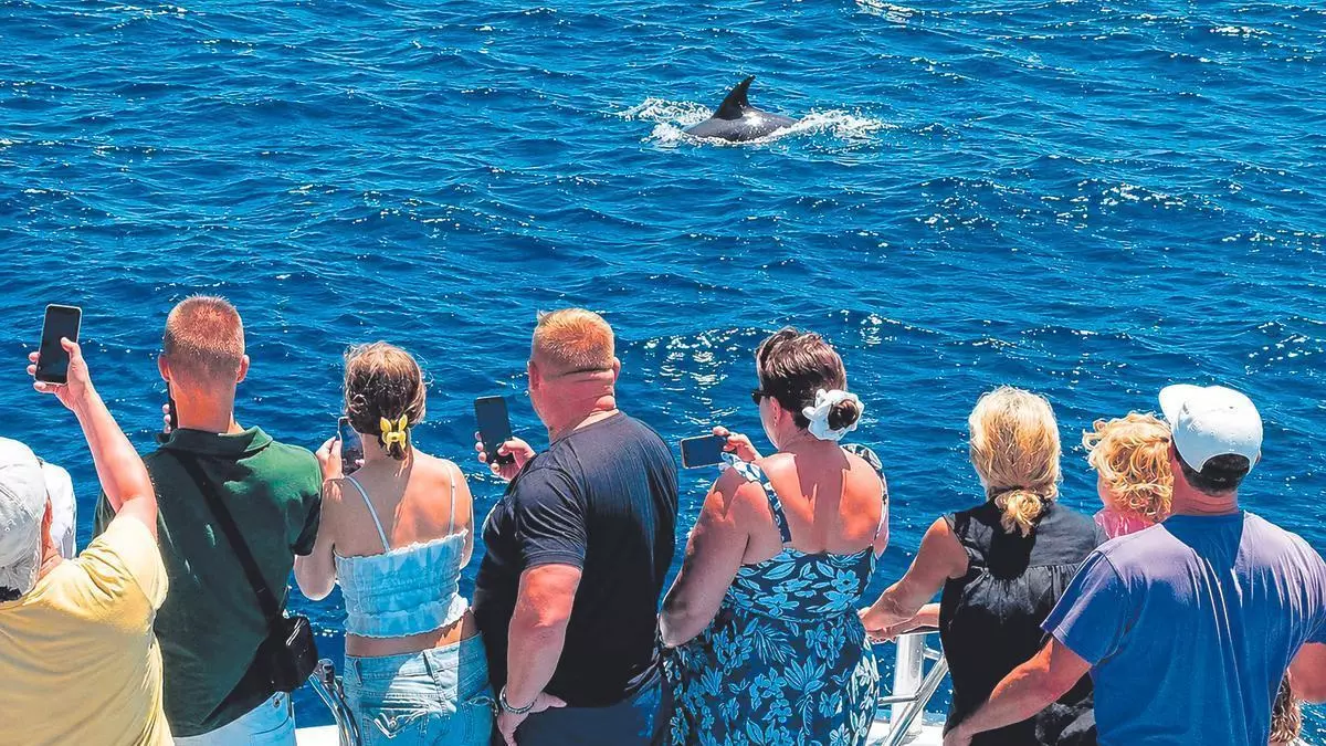 Avistamiento de delfines en el sur de Gran Canaria