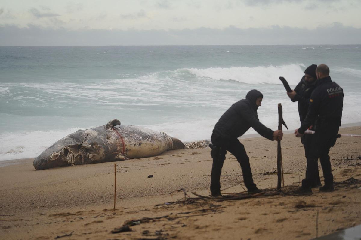 Imatges de la balena morta arrossegada pel temporal a la costa de Platja d'Aro