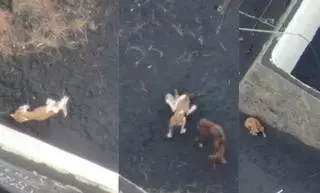 Todo listo para salvar a los tres perros aislados en la lava de La Palma