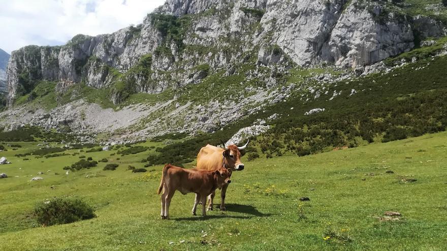 Una vaca y su ternero en Covadonga