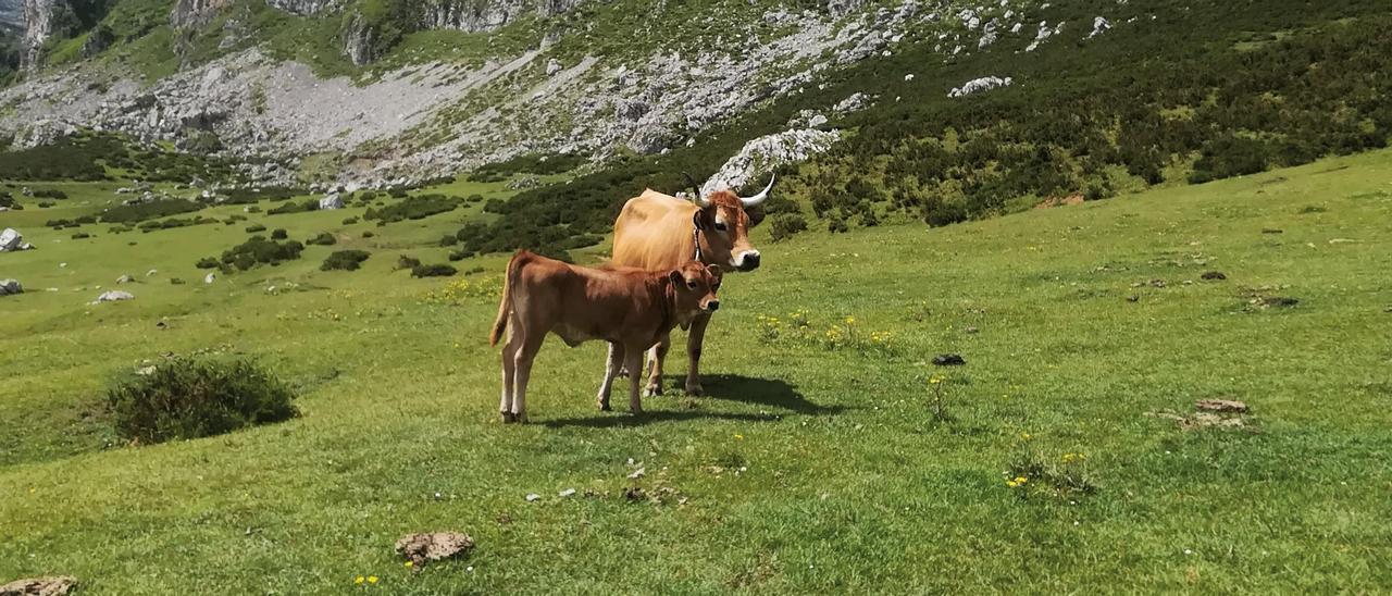 Una vaca y su ternero en Covadonga