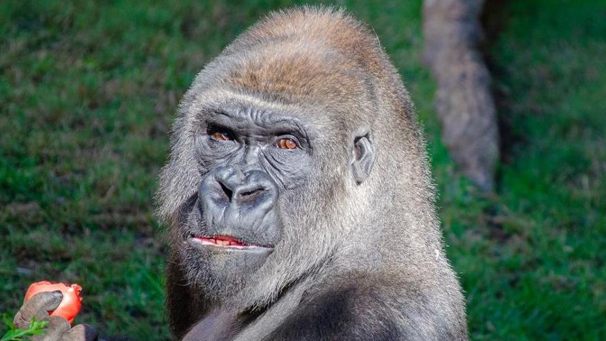 Echo, gorila de Bioparc Fuengirola.