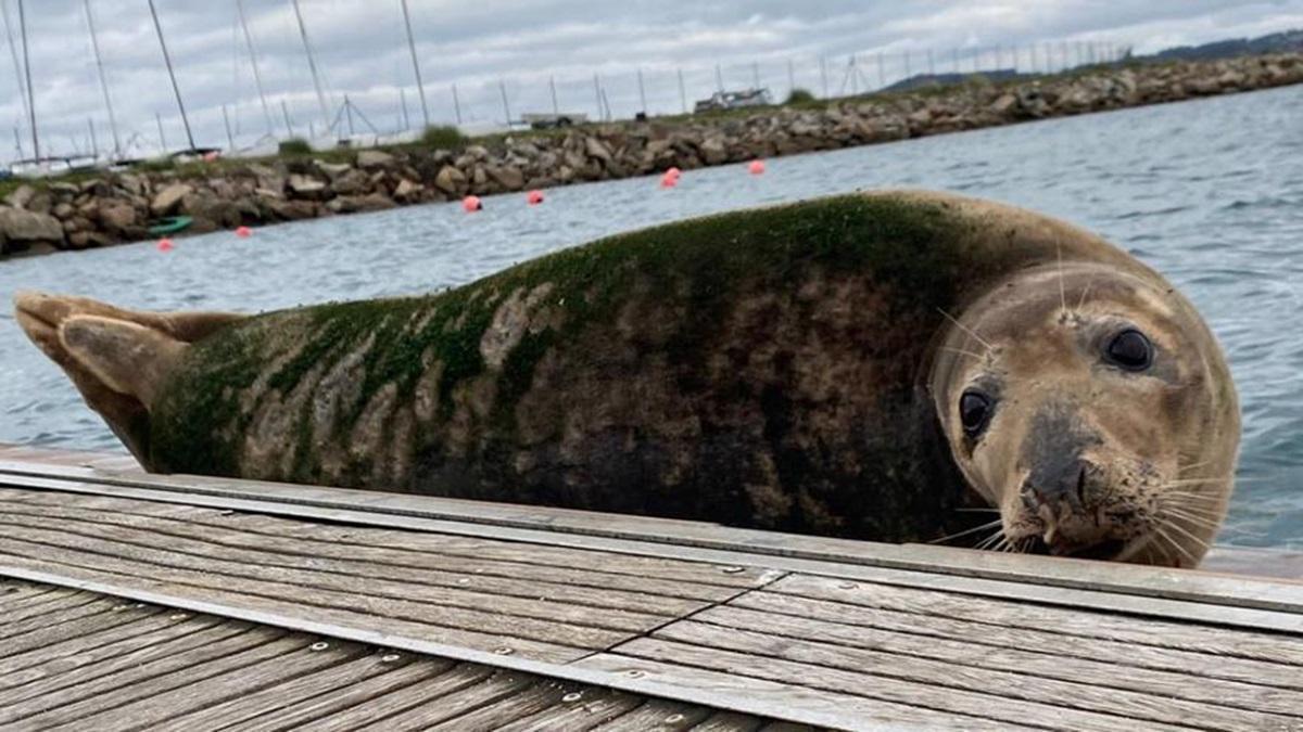 Aparece un lobo marino en A Coruña y expertos piden no molestarlo