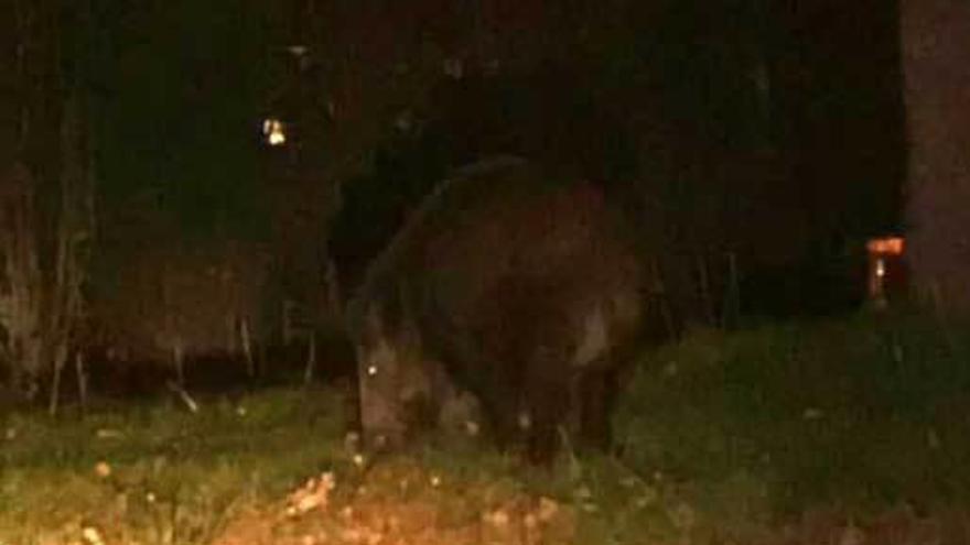 Un ejemplar de jabalí visto en el entorno del club de campo de La Fresneda.