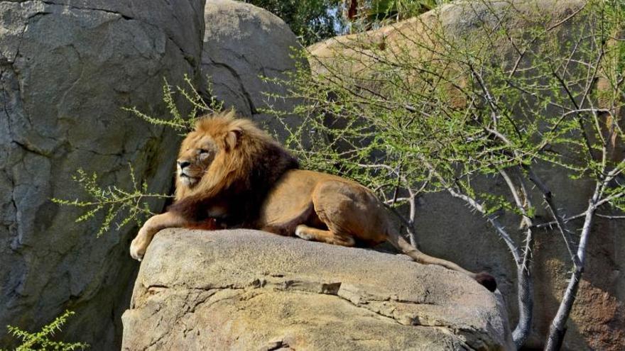 Muere el león Teimoso de Bioparc por un cáncer