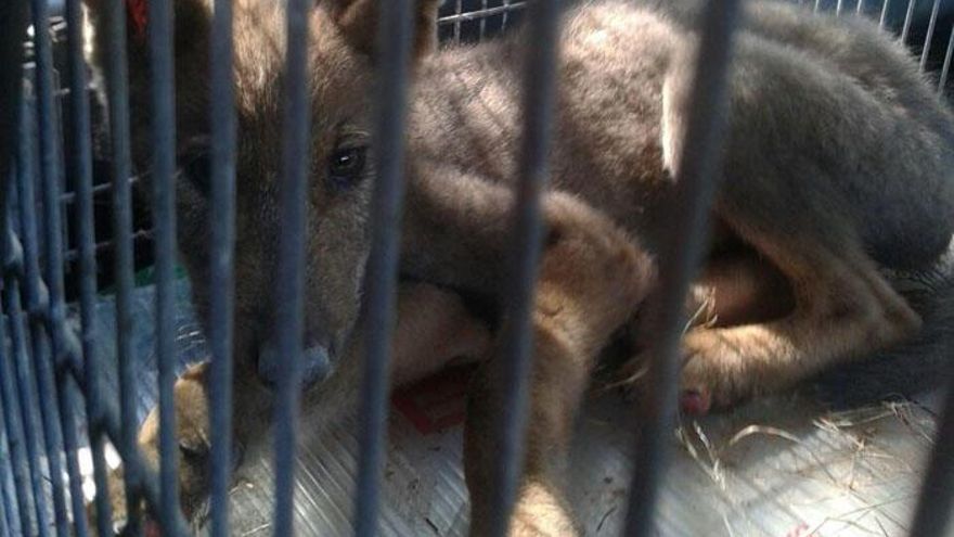 El lobezno rescatado, ya en el Centro Temático del Lobo de Robledo.