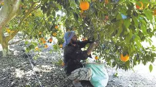 Egipto produce un 3% más de naranjas, mientras la cosecha en Castellón va cada vez a menos